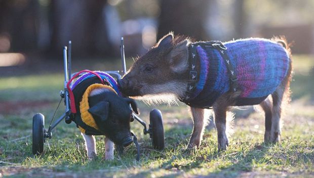 Rescued piglets at Edgar's Mission Farm Sanctuary
